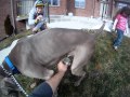 Dog urine sample collection- go pro camera view