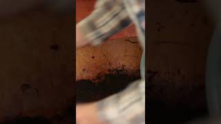 Harvesting Worm Castings for Spring 🌱 (Garden Prep)