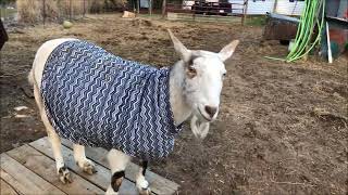 Memory of a goat in a coat