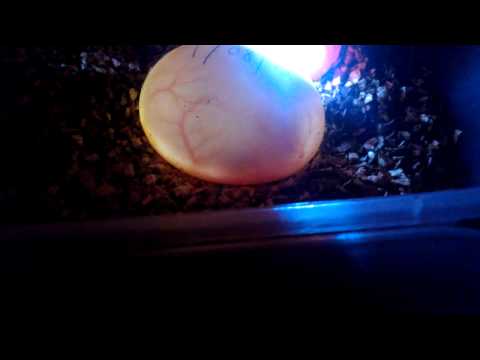 Hermann tortoise egg development, 3 weeks.