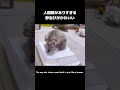 はじめての砂浴び。とても人間味がある。笑 #cuteanimals #ヒメハリテンレック #名前はタワシ