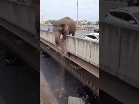 Hathi bridge se Gir gaya 😫😱