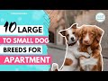 Best Apartment Dogs of 2020 || List of Top 10 Dog Breeds you can have in your Apartment || Monkoodog