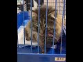 В Краснодаре неизвестные живодёры, засунули коту петарду в задний проход и взорвали.
