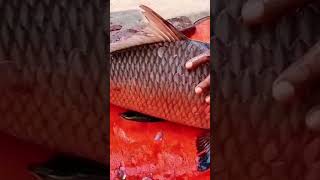 How To Cut Big Cuttla Fish Fish Cutting Skill
