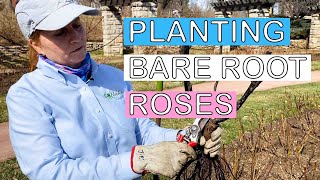 Learn to Plant Your Bare Root Roses & Pruning Tips