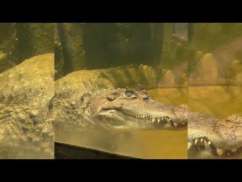 Video: „Niečo čierne, S ňucháčom Ako Krokodíl A Klokanými Nohami“- Alternatívny Pohľad