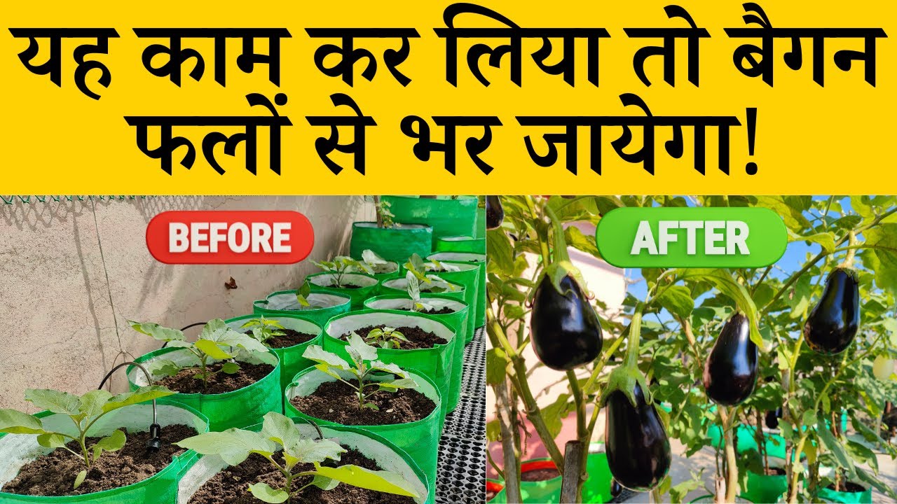 यह काम कर लिया तो बैगन फलों से भर जायेगा! गमले में बैंगन का पौधा लगाने का आसान तरीका | Brinjal Plant