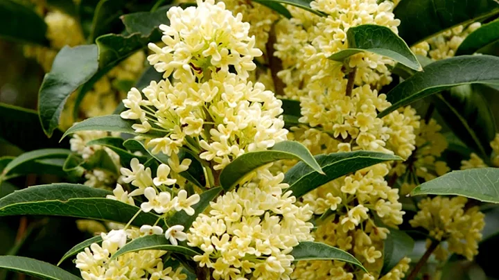 當桂花樹開花時，這「3怕」一定要避開，否則會導致花朵掉光光！ - 天天要聞