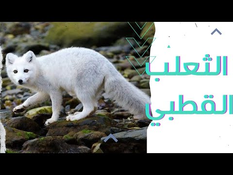 الثعلب القطبي كيف يتغير لونه إلى الأبيض