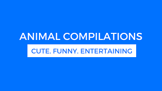 AnimalTV Live Stream
AnimalTV Live Stream AnimalTV Live Stream