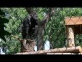 Gorilla Imitating King Kong