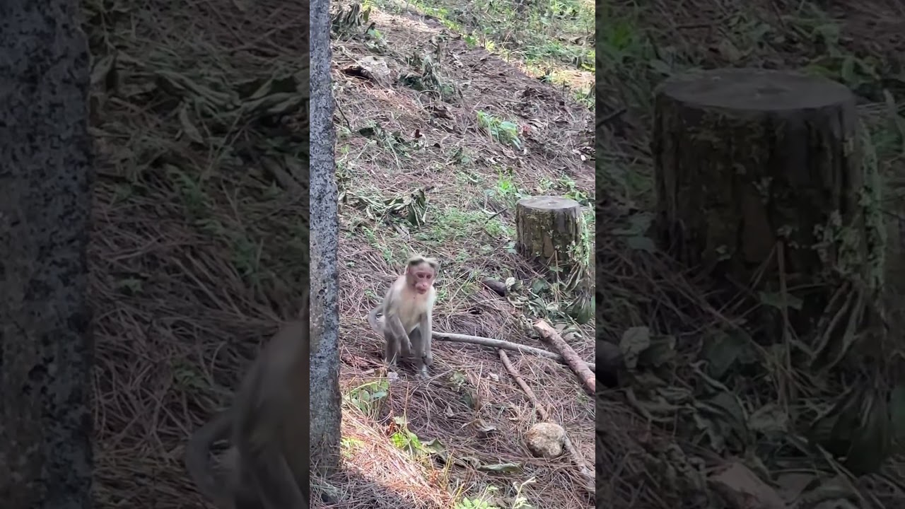 Monkey Sightings in the Wild! 🐒🌿 