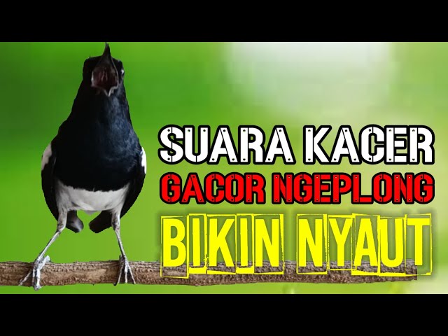 TERAPI SORE SUARA KACER GACOR NGEPLONG INI MANTAP BUAT PANCINGAN KACER AGAR NYAUT BUNYI GACOR class=