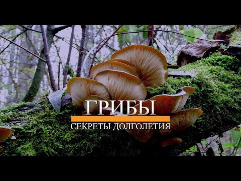 ГРИБЫ ВЕШЕНКИ. ЛЕЧЕБНЫЕ СВОЙСТВА ГРИБОВ. СЕКРЕТЫ ДОЛГОЛЕТИЯ