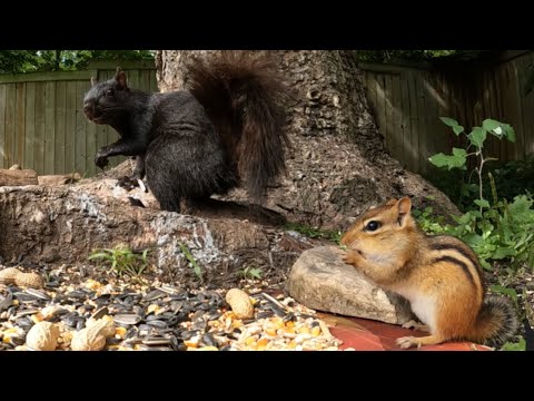 Another Day for the Birds and Squirrels! Cat TV 2022.10.09