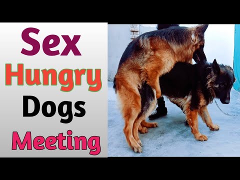 german shephered dog meeting | dogs meeting | sex hungry dogs | dogs meeting video