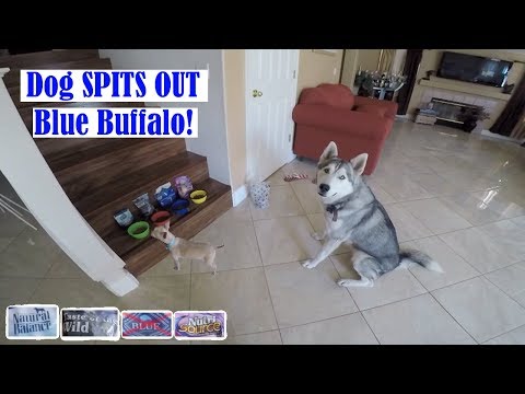 best-dog-food-brand-for-dogs,-harness-training-my-cockatiel-pt1