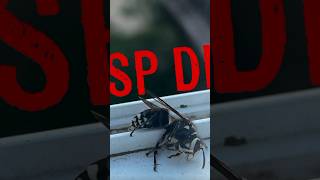 Wasp or Bee? #sad #bee #wasp #death #house #name #nature #bug #isad #what