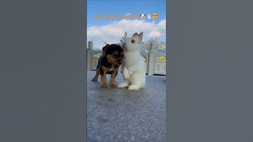 Gwenchana! Ding ding ding ding #shorts #puppies #bunny
