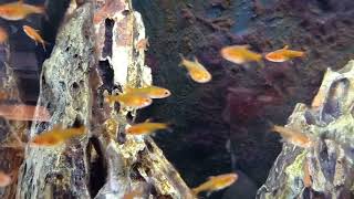 Akvaryum Balık kolonisi
