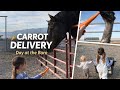 Carrot Delivery at the Barn 🥕 Feeding the Herd with Mayzee