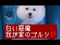 【ゴールドシップ！コロン】#ゴールドシップ 大好き#ドッグショーの世界#トイプードル生活#宇野昌磨#宇野樹#Uno1ワンチャンネル#フィギュアスケート