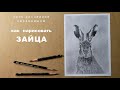 как нарисовать зайца как нарисовать кролика how to draw a rabbit