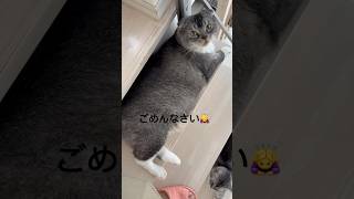 相変わらず1ミリもどいてくれない猫達♡今日もそんなふてぶてしい可愛さを撮ろうと思っていたら、まさかの🙈🙇♀️#猫 #猫動画 #猫のいる暮らし #猫好きさんと繋がりたい #ポコペン