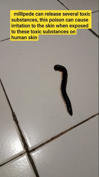 kaki seribu dapat mengeluarkan racun, utamanya asam hidroklorit dan hidrogen sianida#shorts