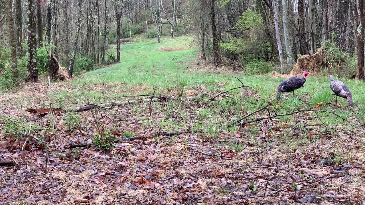 Turkey Hunting 2020 WV Youth Day YouTube