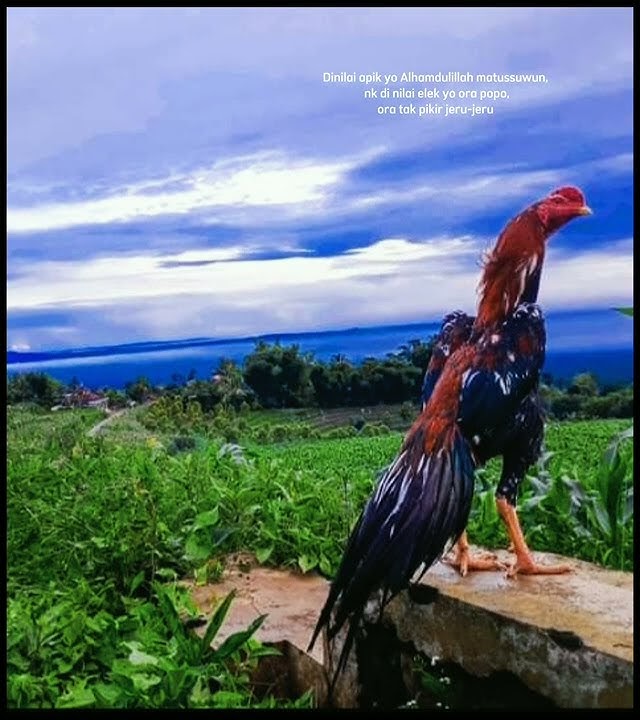story wa# ayam Bangkok lihat pemandangan'.. 😀