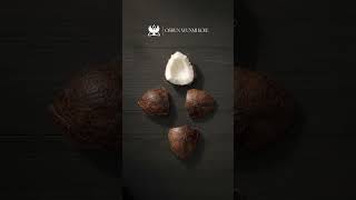 What Do the Coconut Readings Mean A Complete Guide to the Yoruba Oracle