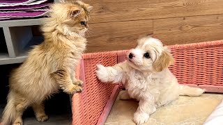 An angry puppy growls and barks at an impudent kitten