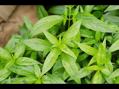 Video: Maklumat Mengenai Memotong Tanaman Herba