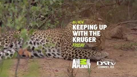 Keeping Up with the Kruger
