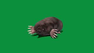 Eastern Mole  3D Model by Nyilonelycompany 34 views 2 weeks ago 32 seconds