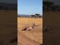 Mess with the calf. Face the mother. 日本語子に手を出せば、母が立ちはだかる。새끼를 건드리면, 엄마가 막아섭니다. #aianimals #ai動物