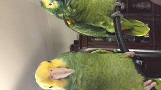 Double Yellow Head Amazon &amp; Blue Fronted Amazon