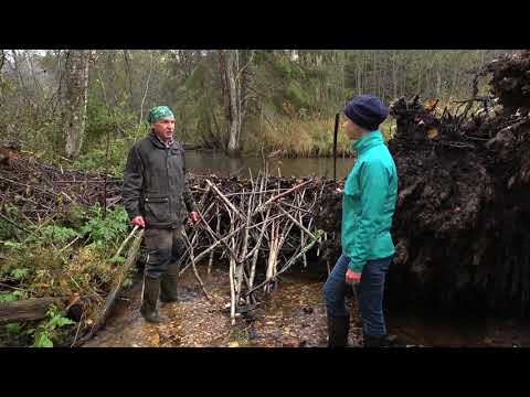 Video: Beaver Control: Majavapuiden vauriot ja majavien karkottaminen