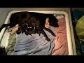 puppies born on Mothers day2013