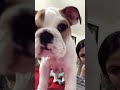 Funny dog challenge: the head tilt check #fok