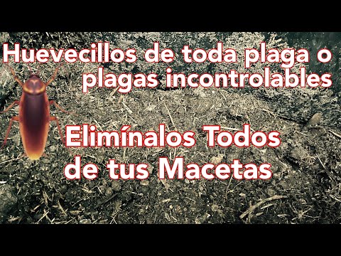 Video: Protegiendo El Jardín De Plagas