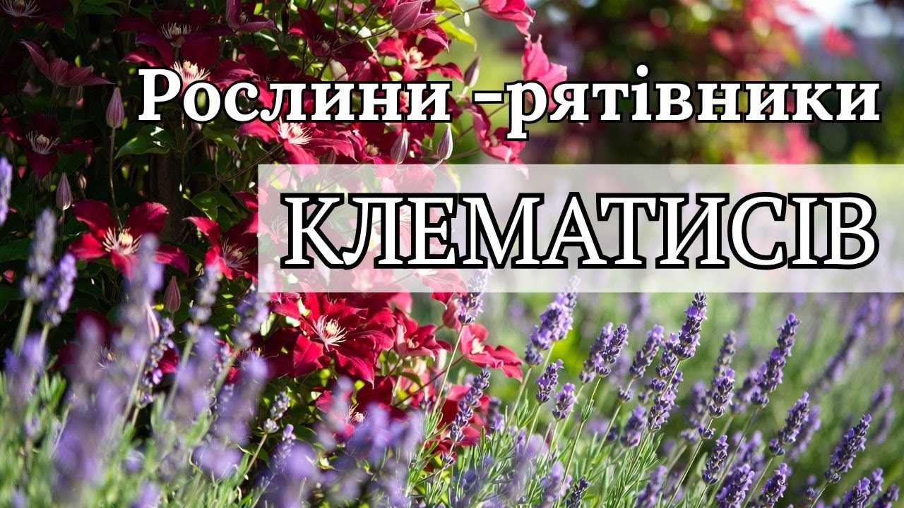 НАЙКРАЩІ рослини -сусіди для клематиса