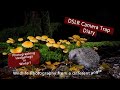 DSLR Camera trap - Photographing Hedgehogs in Winter ?