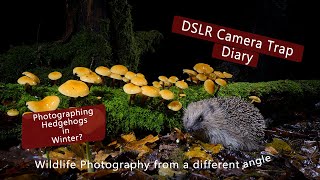 DSLR Camera trap - Photographing Hedgehogs in Winter ?