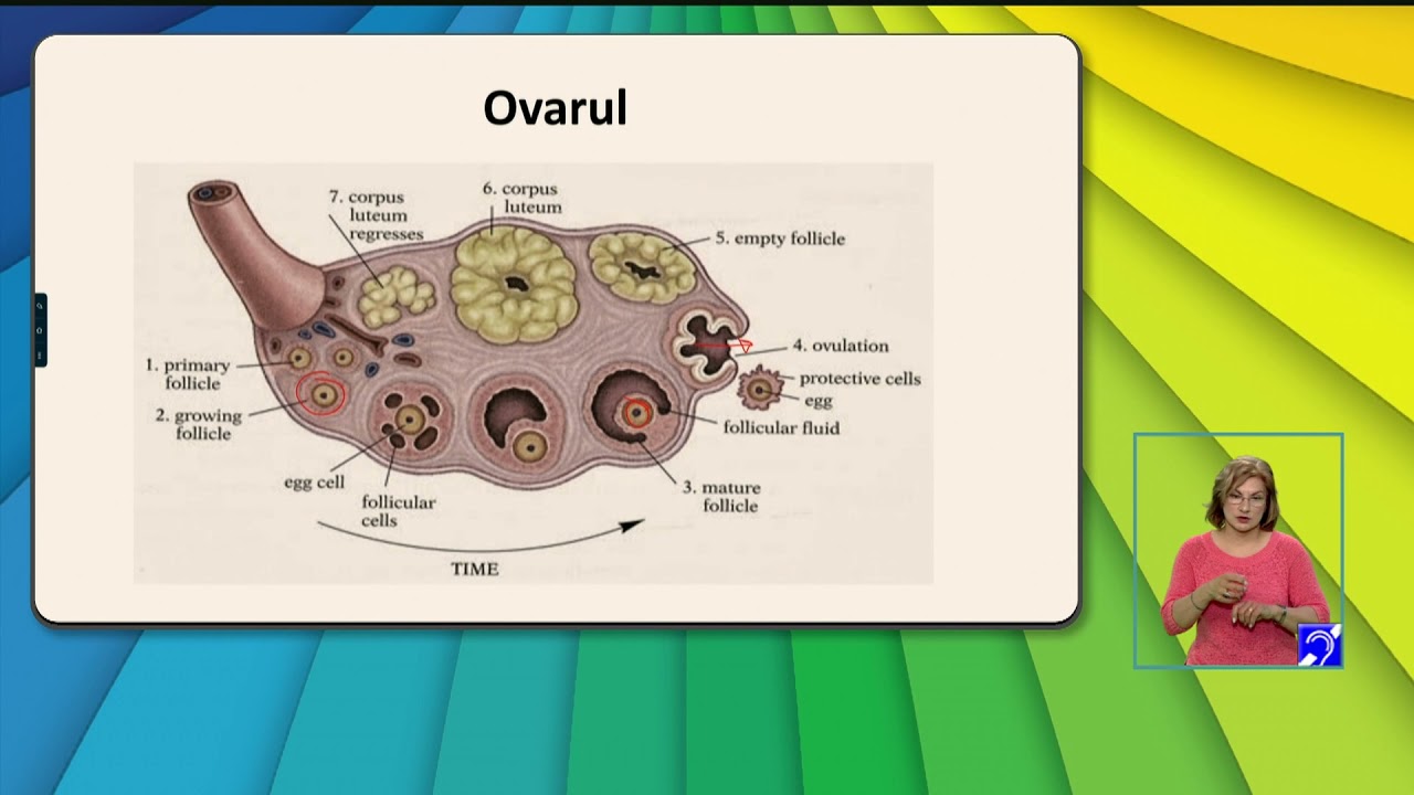 TeleŞcoala: Biologie – Anatomie şi fiziologie umană – partea a II-a (@TVR2)