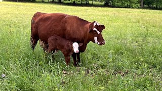 Another calf on the ground