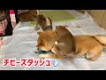 チビーズダッシュ💨柴犬赤ちゃんから子犬に‼️