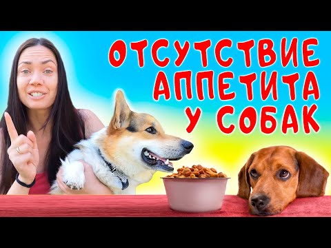 СОБАЧИЙ АППЕТИТ